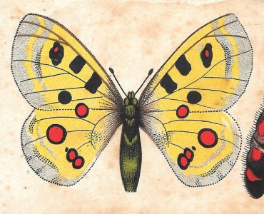14206.jpg