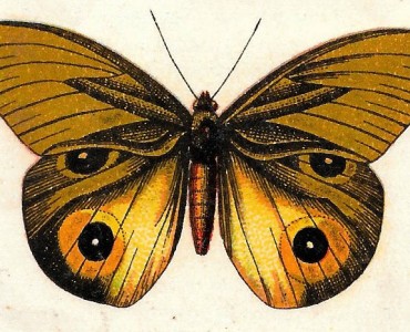 21815.jpg