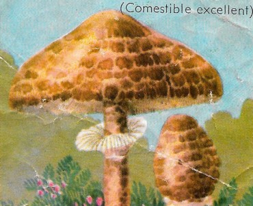 36730.jpg