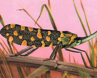 6082.jpg